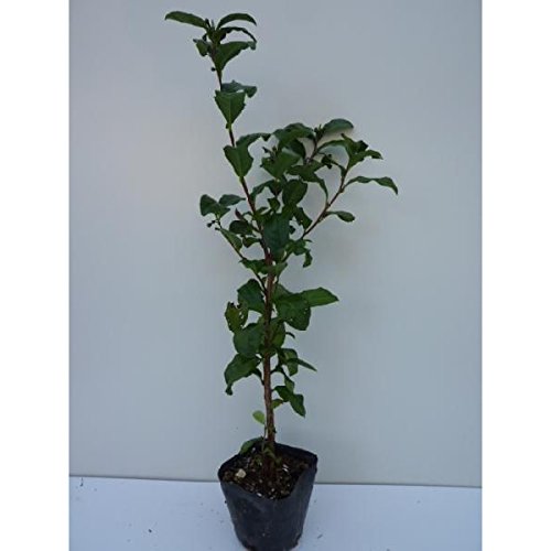 Amazon.co.jp: 苗/苗木 【10本セット】 チャノキ 樹高0.3m前後 10.5cm